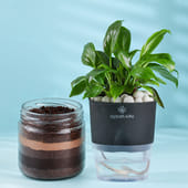 Peace Lily with Chocolate Jar Cake Delight